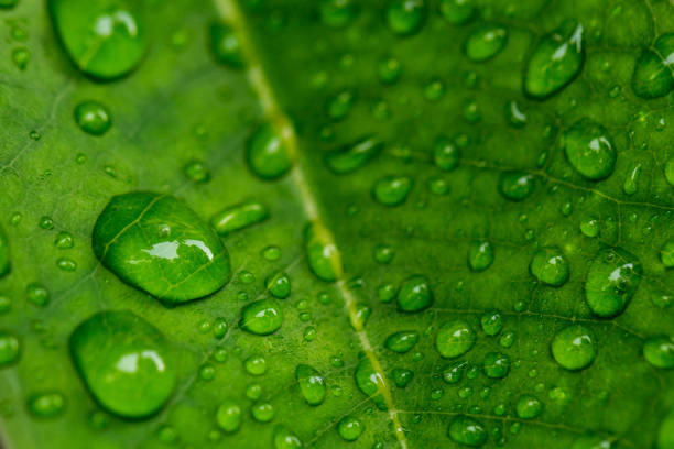 Large beautiful drops of transparent rain water on a green leaf macro.Beautiful leaf texture in nature. Natural background