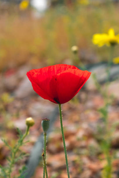istock Red poppies growing on rocky soil. Memorial Day. 1663010704