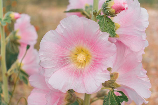 istock Pink mallow flowers. Large soft pink flowers. 1663011412