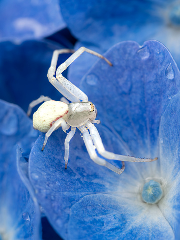 macro close up of a crab spider (Misumena vatia) on a blue hydrangea flower