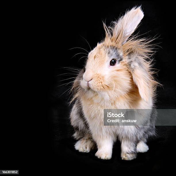 Soft Brown Bunny Rabbit On Black Background Stock Photo - Download ...