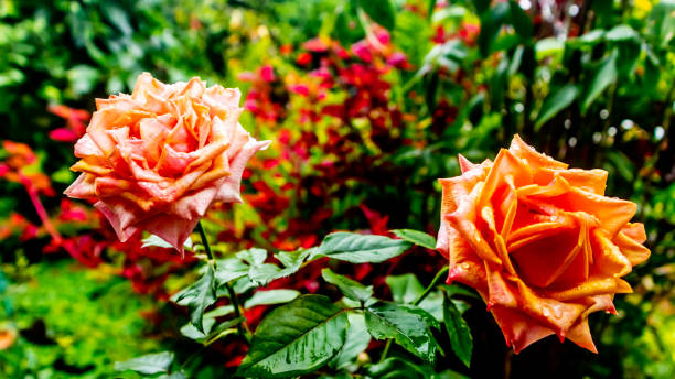 istock beautiful and stunning rose flowers as background 1663020137