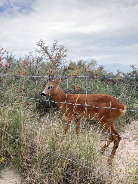 istock Wild roe deer in westduin dunes during rutting season 1663022796