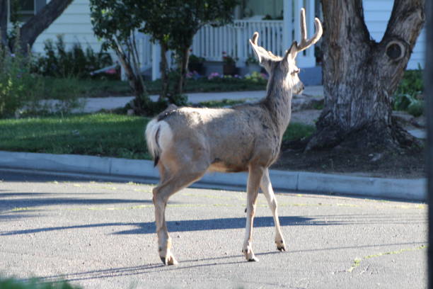 istock Mule Deer around the town 1663023333