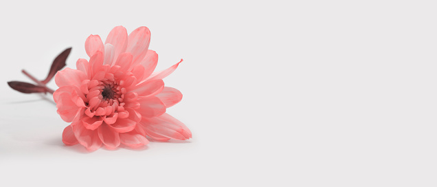 istock Pink chrysanthemum, aster flower on gray beige horizontal long background. 1663028199
