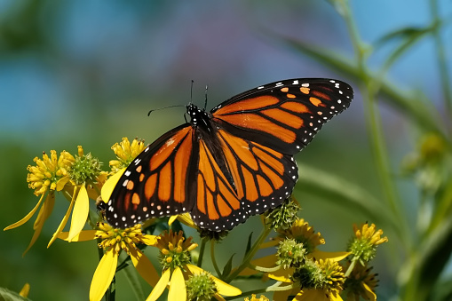 A fritillary butterfly enjoying the fruit of summer