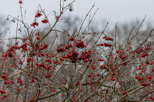 Viburnum branches with red berries on a gray autumn blurred background. High quality photo
