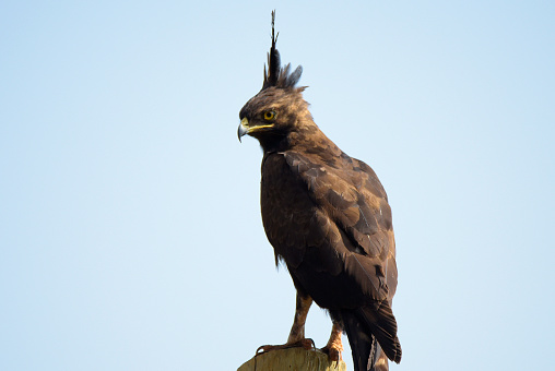 Long-crested Eagle - The long-crested eagle (Lophaetus occipitalis) is an African bird of prey. Like all eagles, it is in the family Accipitridae. It is currently placed in a monotypic genus Lophaetus. It is characterized by the feathers making up the shaggy crest. It is found throughout mid- to southern-Africa with differing home ranges due to food availability and suitable habitat area but lives mainly on forest edges and near moist areas