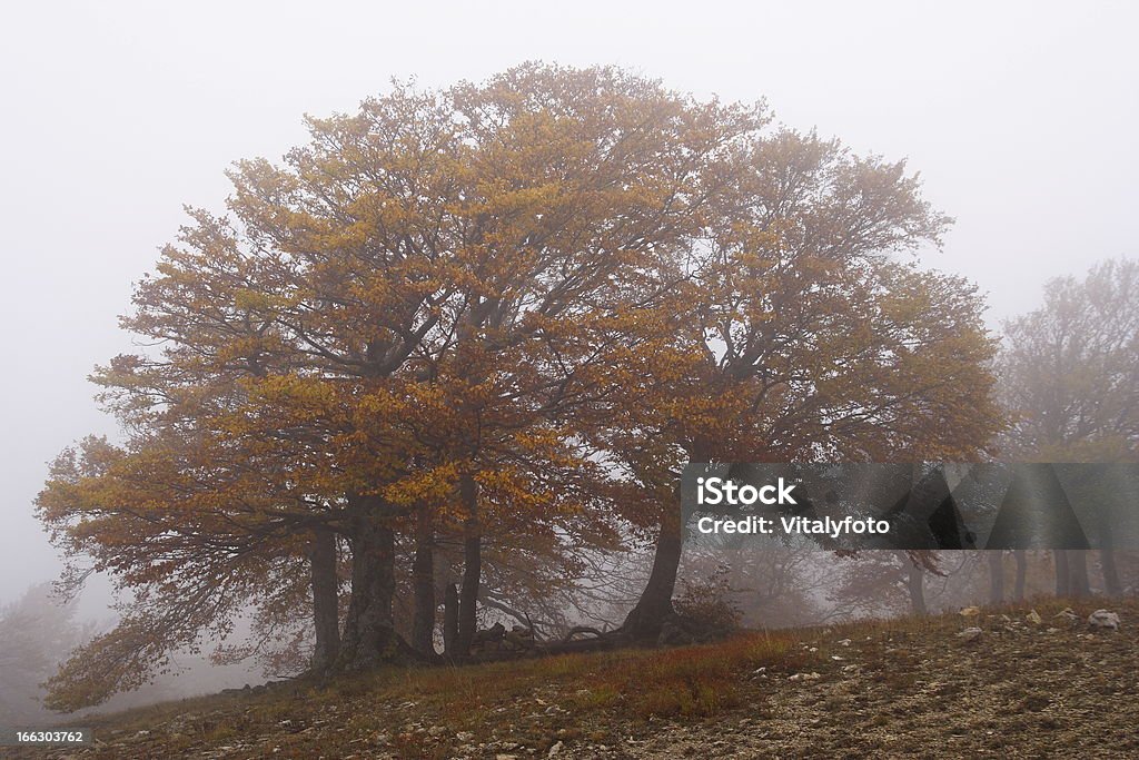 Niebla en el bosque de otoño beech. Crimea, Ucrania. - Foto de stock de Aire libre libre de derechos