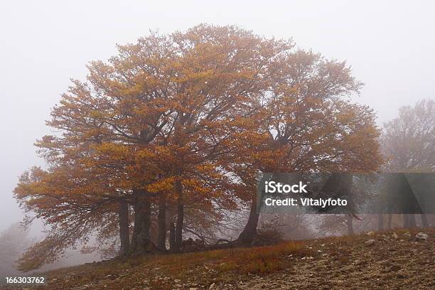 Nebbia Nella Foresta Di Faggi Dautunno Crimea Ucraina - Fotografie stock e altre immagini di Albero