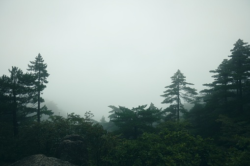 A forest in hill covered in fog .