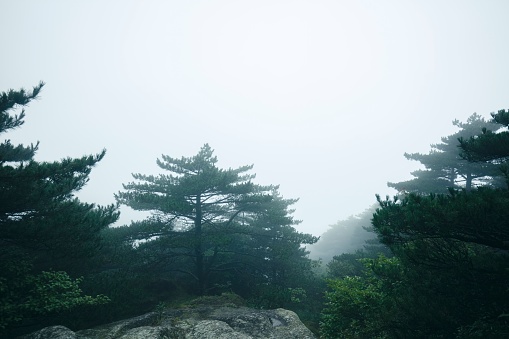 Huangshan natural scenery in China. Foggy and rainy weather.