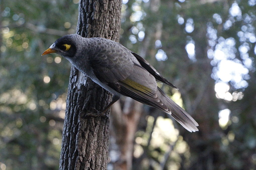 A Noisy Miner Bird perched sideways on a rough-barked tree