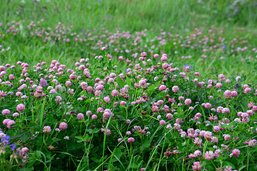 green field with blooming purple clovers isolated copy space