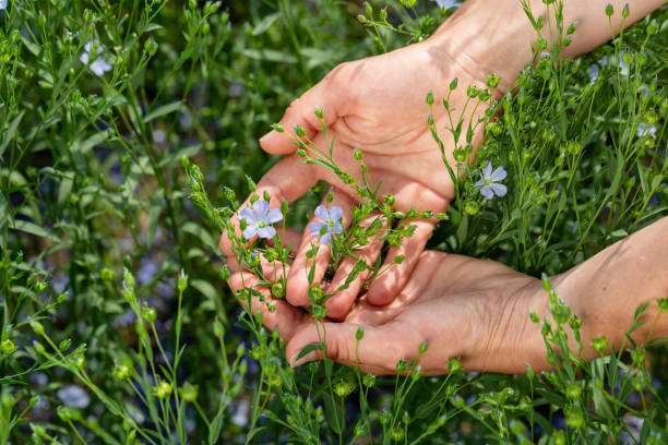 le mani femminili tengono le piante di lino con i fiori sullo sfondo di un campo di lino - seed flax seed human hand food foto e immagini stock