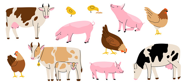 Farm animal. Cows different breeds, pigs and hens. Cute hand drawn funny contemporary drawing livestock, milk and meat, standing mammal, cartoon flat isolated vector illustration