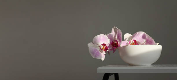 istock Close up Pink phalaenopsis orchid flower on gray interior. Selective soft focus. Minimalist still life. Light and shadow nature horizontal long background. 1663068806