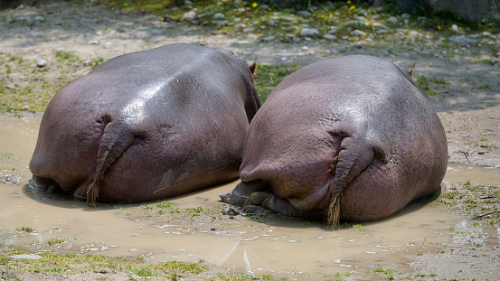 A closeup shot of the open mouth hippos in the water in the Netherlands safari park
