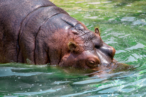 hippopotamus, hippo  hippopotamus amphibius