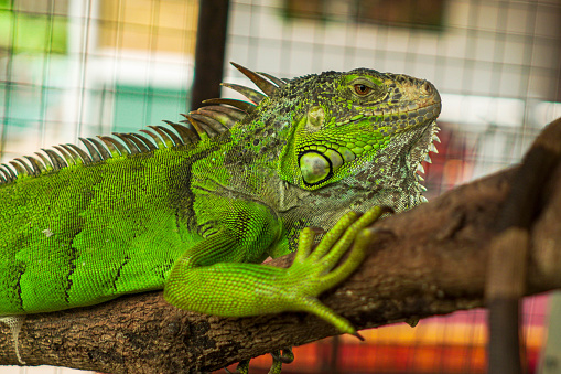 American Siberian zoology, species of male iguana chameleon lacertidae Iberians are herbivorous vertebrates that live on trees and have bright colors. natural reptile skin type