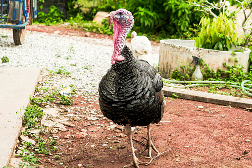 Adult male poultry turkeys have gray-black feathers. farm animals for food The head has a trunk standing on the ground alone,