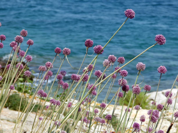 istock blooming wild onion by the sea 1663081912