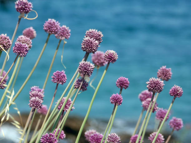 istock blooming wild onion by the sea 1663081922