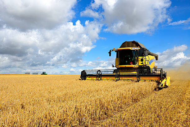 Combine Harvester and Tractor in Barley Field during Harvest