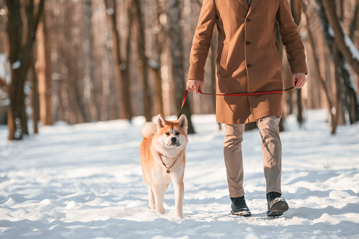 On a leash. Man having a walk with his akita inu dog outdoors in the park at winter.