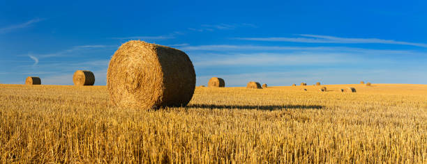 stroh-ballen harvest in stoppelbart feld unter blauen himmel - heuballen stock-fotos und bilder