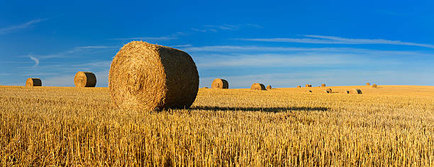 Straw Bale Harvest in Stubble Field under Blue Sky Straw Bales in Stubble Field under Blue Sky bale stock pictures, royalty-free photos & images