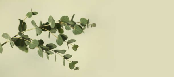 istock Soft focus Green leaves eucalyptus branch on beige wall. Light and shadow nature horizontal copy space background. 1663090445