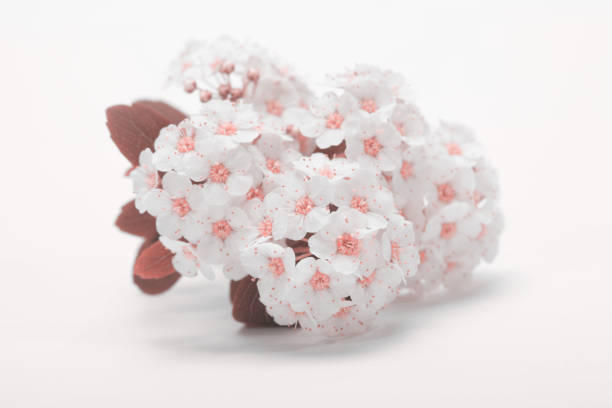 Soft focus white Spiraea bush flower. Gray horizontal beige pink background.