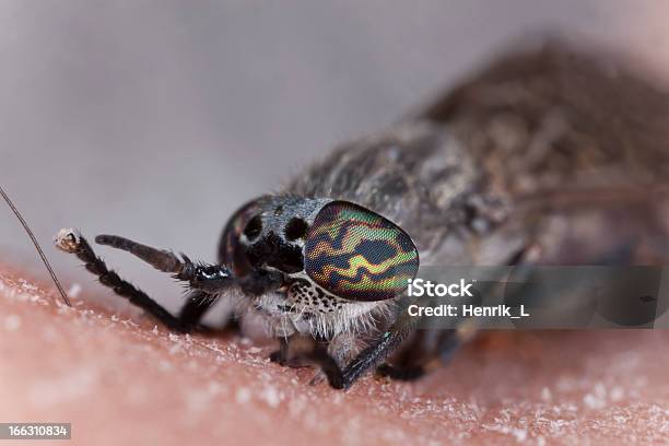 Photo libre de droit de Common Horsefly Haematopota Pluvialis Sucer Le Sang banque d'images et plus d'images libres de droit de Animaux nuisibles