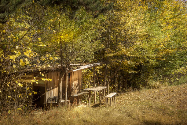 Old wooden benches and a table in the forest, Picnic place