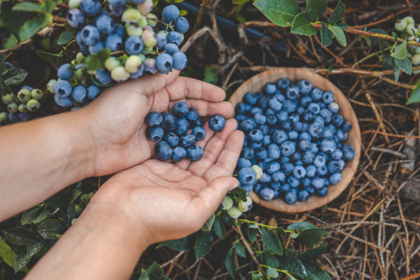 istock Blueberry picking, hands and juicy berry top view 1663113619