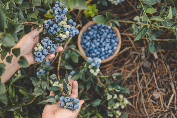 istock Blueberry picking, hands and juicy berry top view 1663113620