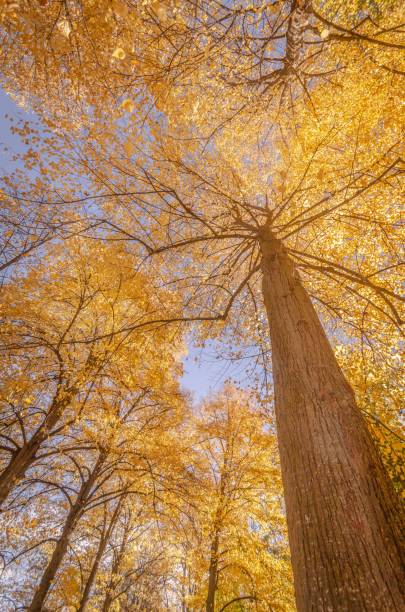 istock Yellow trees in Aranjuez gardens in Autumn, Spain 1663121779