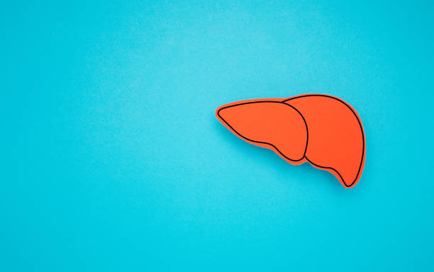 istock Liver shape symbol made of red paper over a light blue background 1663122328