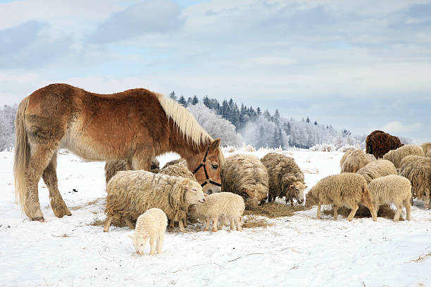istock Herd of sheep and horse haflinger 166312419