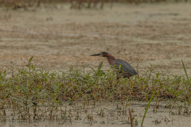 istock Green Heron searches for lunch in the marsh 1663128296