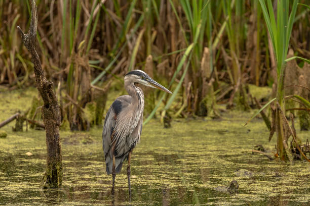 istock Great Blue Heron stands in the Duckweed covered water of the marsh 1663129827