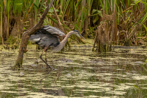 istock Great Blue Heron stands in the Duckweed covered water of the marsh 1663129951