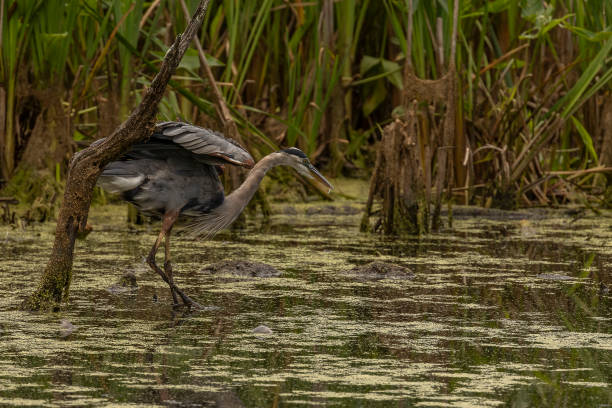 istock Great Blue Heron walks in the Duckweed covered water of the marsh 1663129953
