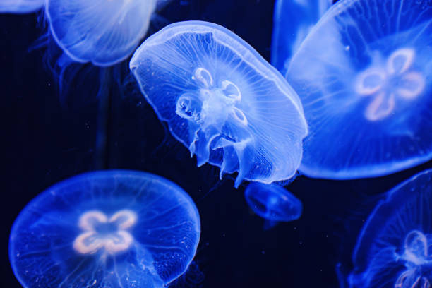 istock Eared aurelia, or eared jellyfish in the aquarium. 1663138904