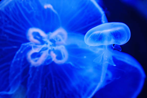 istock Eared aurelia, or eared jellyfish in the aquarium. 1663139968