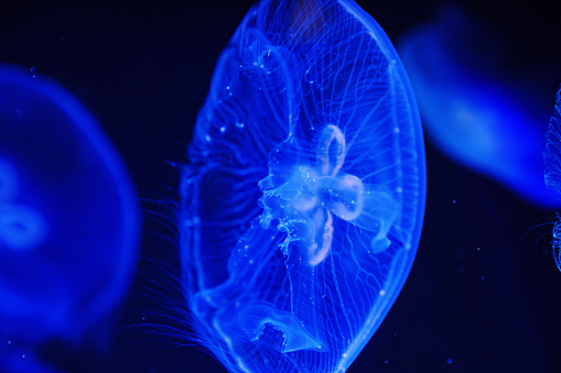 Eared aurelia, or eared jellyfish in the aquarium. A species of scyphoid from the order Discomjellyfish. It inhabits the coastal waters of the temperate and tropical seas, Black and Mediterranean Seas