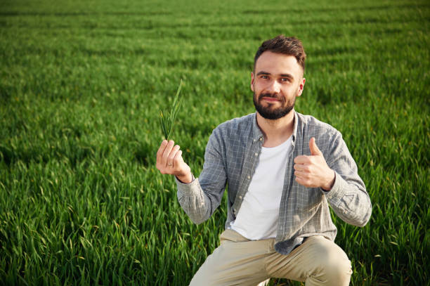 Checking quality of wheat. Handsome young man is on agricultural field