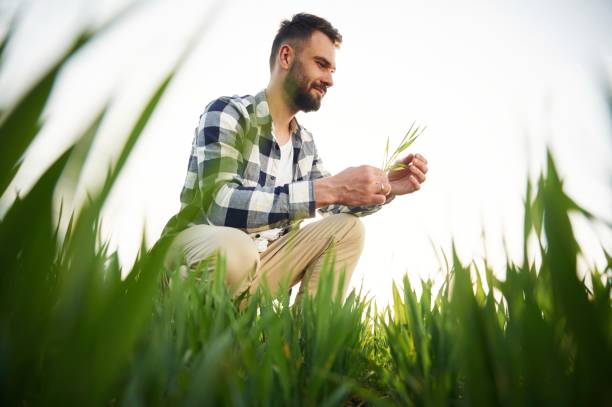 istock View from below. Sitting and checking quality of the wheat. Handsome young man is on agricultural field 1663144360