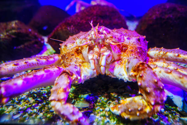 istock Close-up of a crab's face underwater in a aquarium. 1663148755